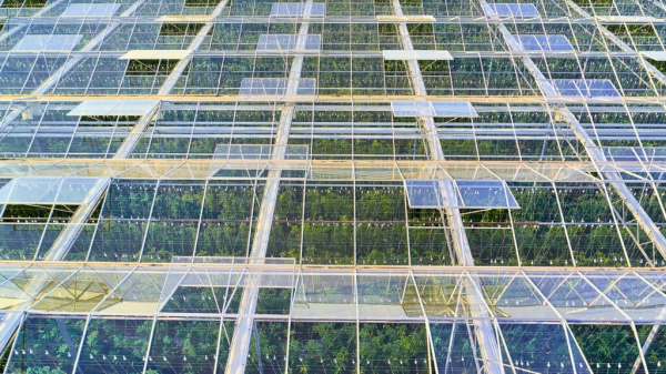 &ldquo;Поставщик капитала&rdquo; для производителей каннабиса подорожал после анонса дивидендов