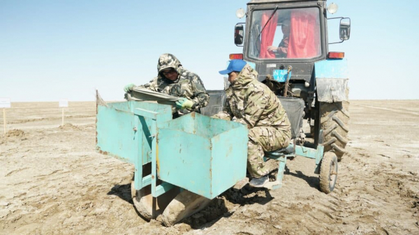 Как вырастить лес в пустыне на месте Аральского моря 