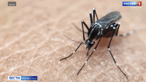 Стало известно, ждать ли в Татарстане комаров-переносчиков паразитов