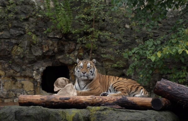 В Приморье суд заключил под стражу двоих мужчин за незаконный оборот туши тигра