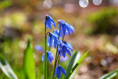 Адвокат объяснил, за сбор каких весенних цветов грозит уголовная ответственность