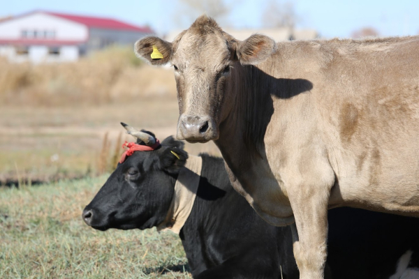 Акимат прокомментировал ситуацию с сибирской язвой в селе Алматинской области