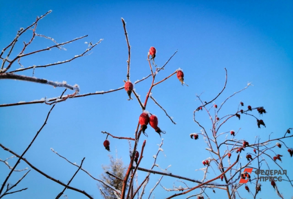Москвичей предупредили о первомайских заморозках: синоптик Позднякова дала прогноз