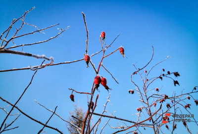 Москвичей предупредили о первомайских заморозках: синоптик Позднякова дала прогноз
