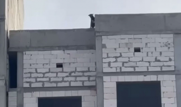Жалобный скулёж с десятого этажа: собака спасена