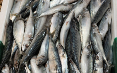 Более 60 тонн рыбы незаконно экспортировали из Казахстана