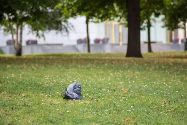 Гидрометцентр: в трех регионах России ожидается высокая пожарная опасность