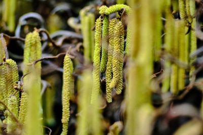 Блаженные дожди&hellip; и снег: пыльца в Москве &mdash; прогноз на 8 апреля 2026 года