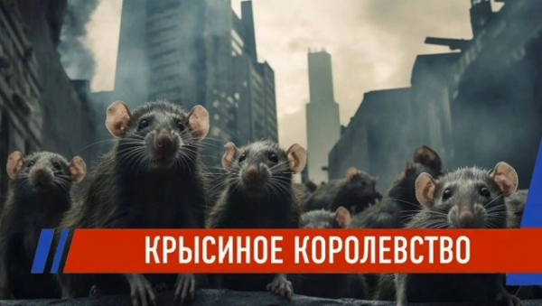 Крысиный апокалипсис в Казани: грызуны устраивают роддом под капотом и держат в страхе жителей