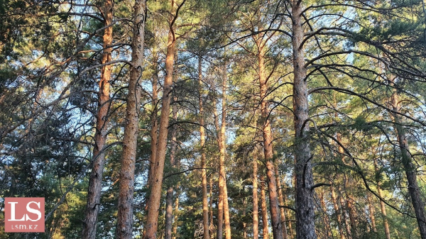 В области Абай начнут перерабатывать горелую древесину