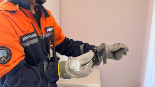 Спасатели помогли летучей мыши, залетевшей в квартиру в Астане