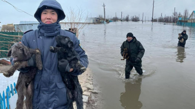 Паводки в Казахстане. Спасатели эвакуируют котят, щенят, ягнят и верблюдов