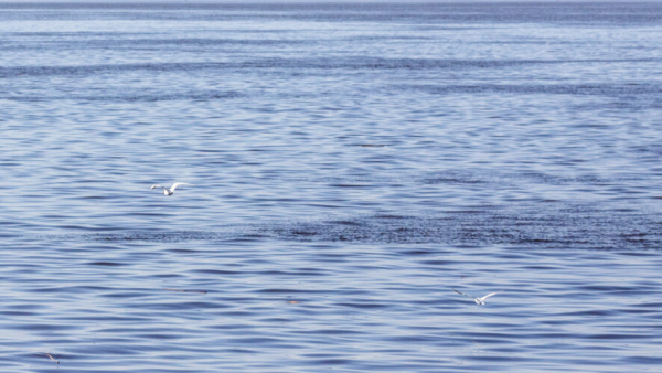 В Татарстане усилили контроль качества воды во время половодья 20/04/2026 &ndash; Новости