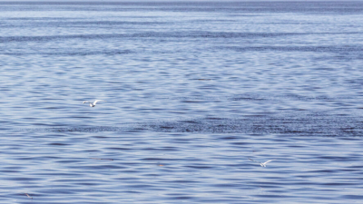 В Татарстане усилили контроль качества воды во время половодья 20/04/2026 &ndash; Новости