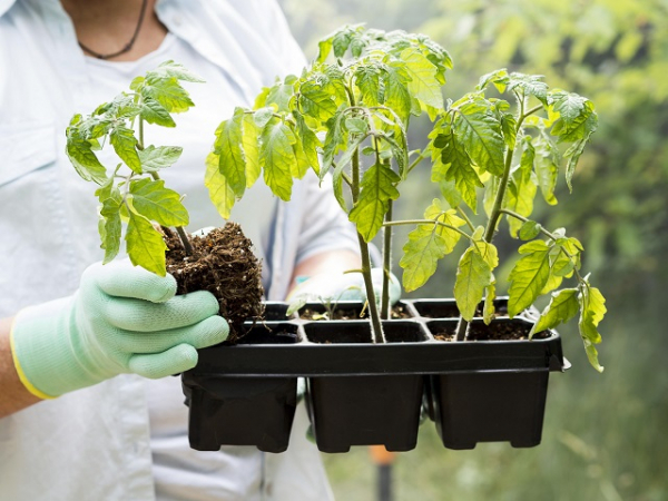 &laquo;Переросшая рассада&raquo;: эксперт КФУ объяснил, почему ранний посев томатов может лишить урожая