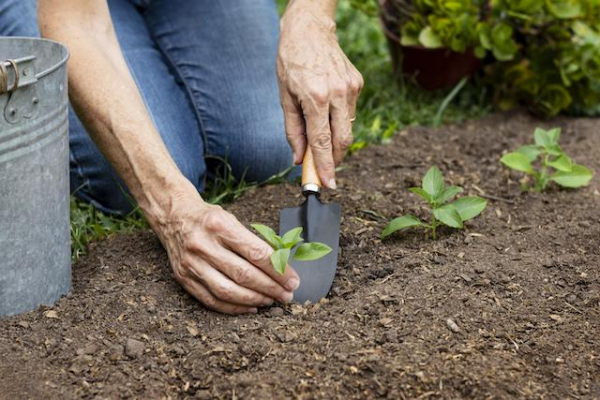 Тепло и дожди: текущая неделя станет лучшим временем для дачных работ