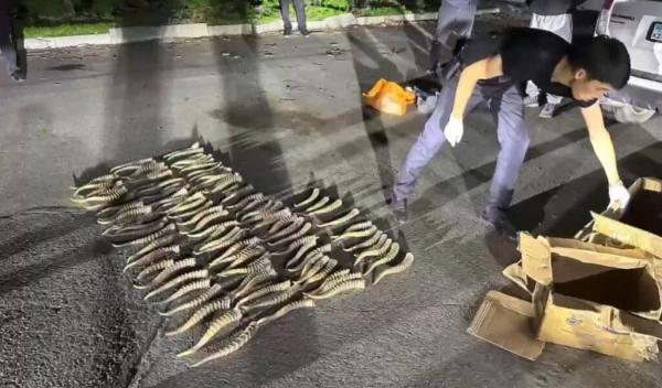 Рога сайгаков на 0,5 млрд тенге изъяли у казахстанца