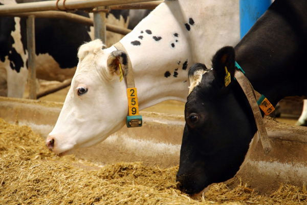 Производство молока вырастет вдвое в Казахстане