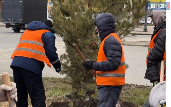 Пропадут! Актюбинцы высказались о высаженных соснах