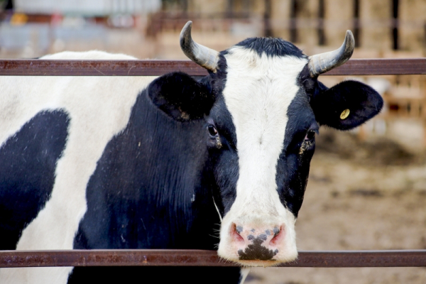 Свердловские фермеры грозят перерезать коров из-за дешевого молока