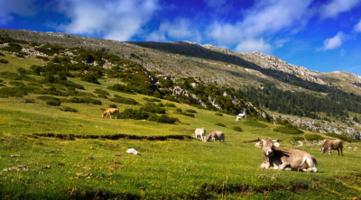 2,1 млн га земель переданы сельчанам для выпаса скота