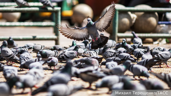 Поляки начали кормить голубей противозачаточной кукурузой