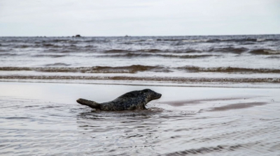 Тюлени-бельки в Белом море гибнут из-за дождей и переохлаждения