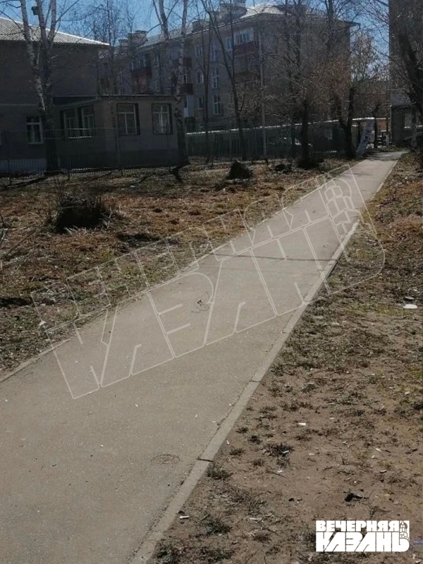 Казанские Дербышки лысеют из-за вырубки американского клена