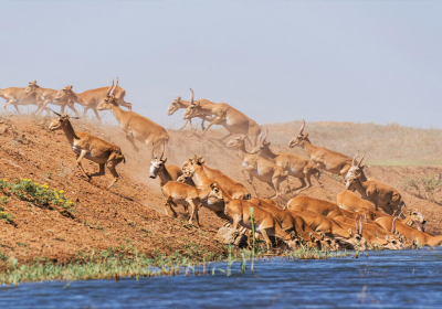30 сайгаков утонули в водохранилище на Западе Казахстане