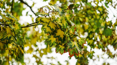 Юрист рассказала, что делать, если на автомобиль упало дерево 28/04/2026 &ndash; Новости