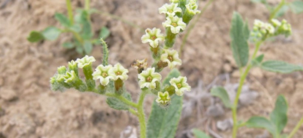 Зацвело одно из самых редких растений в Казахстане