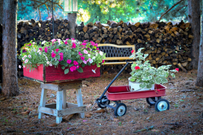 Петунии цветут до заморозков &mdash; секретная подкормка в марте: дрожжи и аквариумная вода для пышных кустов