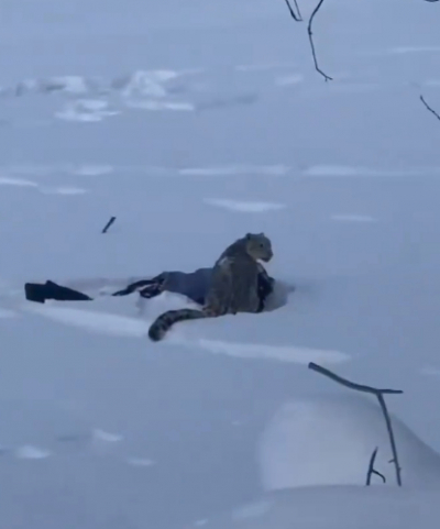 Появилось видео нападения барса, разорвавшего лицо туристке, которая пыталась сделать с ним селфи 28/01/2026 &ndash; Новости