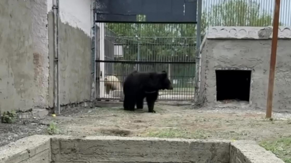Медведицу из Алматинского зоопарка перевезли в новый дом