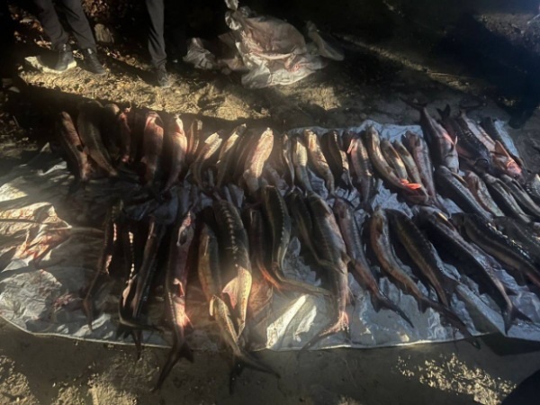 Незаконный вылов осетровых пород рыб выявлен в Актау