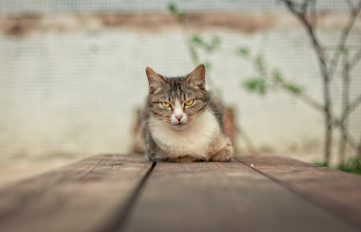 В Гонконге мужчина погиб при попытке спасти кота