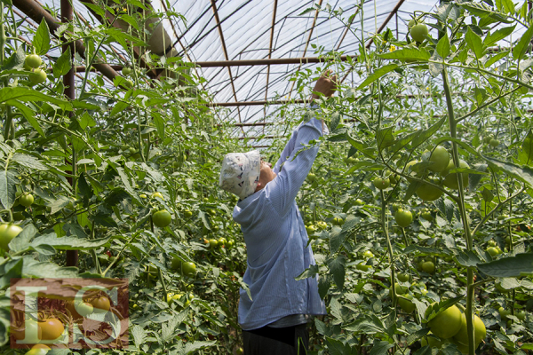 В Казахстане продолжают закрываться фермерские хозяйства