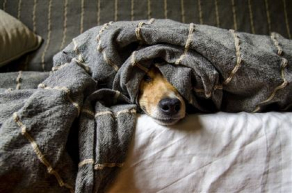 Суд в Усть-Каменогорске запретил горожанину содержать собак в квартире