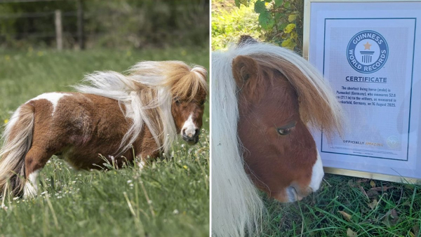 Самый маленький в мире конь живет в Германии