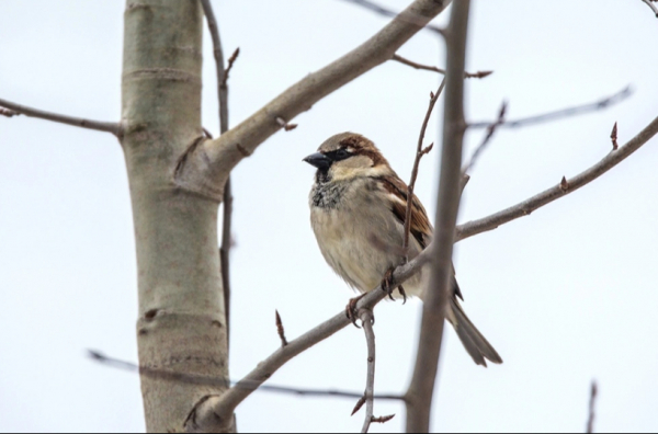 Перепись воробьев проведут в России